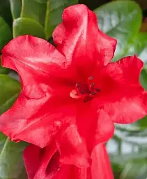 Рододендрон Agro-Market Scarlet Wonder квітучий 2-х річний висота 20 см з Нідерландів 1 саджанець в упаковці (179911) - мініатюра 3