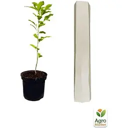 Саджанець Agro-Market Магнолія 3-х річна лілієквіткова Nigra (висота 40-50 см) (60450) 1 шт. в упаковці - мініатюра 2