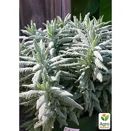 Саджанець Agro-Market Лаванда зубчаста Goodwin (контейнер № 10 висота 10-15 см) (49820) 1 шт. в упаковці - мініатюра 4