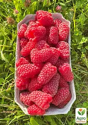 Саджанець Agro-Market Малина Полонез (ремонтантний високоврожайний та зимостійкий сорт) 2 шт. в пакуванні (177282) - мініатюра 2