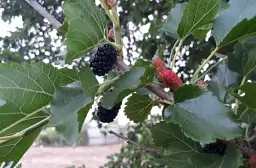 Саджанець Agro-Market Шовковиця Крупноплідна (літній сорт, середній термін дозрівання) 1 шт. в упаковці (45350) - мініатюра 5