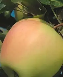 Саджанець Agro-Market Яблуня Голд Раш (зимовий сорт, пізній термін дозрівання) (25648) 1 шт. в упаковці - мініатюра 3