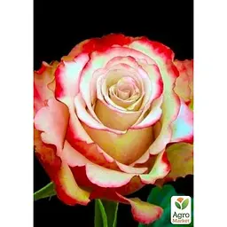 Саджанець Agro-Market Троянда чайно-гібридна Світнесс (клас АА +) вищий сорт (17412) 1 шт. - мініатюра 2