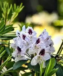 Рододендрон Agro-Market Calsap білий 1 саджанець в упаковці (25714) - мініатюра 3