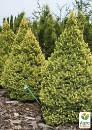 Саджанець Agro-Market Ялина канадська Rainbow's End (ком/сітка) висота 90-100 см 1 шт. в упаковці (183041) - мініатюра 3