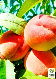 Саджанець Agro-Market Персик T-5 Топ Світ (літній сорт, пізній термін дозрівання) 1 шт. в упаковці (39927) - мініатюра 2