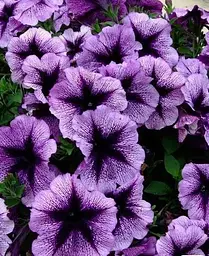 Петунія Agro-Market Veranda Orchid ампельна контейнер №10 висота 10-15 см 1 саджанець в упаковці - мініатюра 2