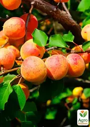 Саджанець Agro-Market Абрикос Пам'ять Гродзінського (літній сорт, пізній термін дозрівання) 1 шт. в упаковці (178187) - мініатюра 2