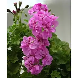 Саджанець Agro-Market Пеларгонія ампельна Big Amethyst (контейнер № 10 висота 10-20 см) (52161) 1 шт. в упаковці - мініатюра 3