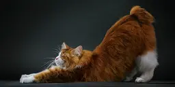 Feline - мініатюра 5