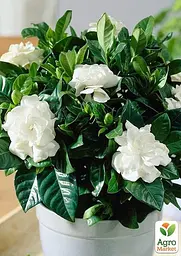 Саджанець Agro-Market Гарденія жасминовидная Fortune (Gardenia jasminoides) (52633) - мініатюра 4