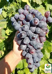 Саджанець Agro-Market Виноград кишмиш Пандора (крупноягідний сорт селекції США) 1 шт. в пакуванні (182243) - мініатюра 2