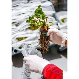 Саджанець Agro-Market Полуниця Кебот (Cabot) 5шт (пізній термін дозрівання, має тривалий термін зберігання) (38174) - мініатюра 6