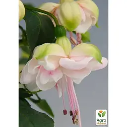 Саджанець Agro-Market Фуксія кущова Jollies La Grande Avignon (контейнер № 10 висота 5-10 см) (52285) 1 шт. в упаковці - мініатюра 2