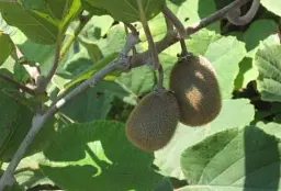 Саджанець Agro-Market Ківі Монті (соковитий сорт з тонким ароматом ананаса) 1 шт. в упаковці (35894) - мініатюра 2