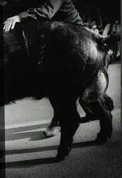 Daido Moriyama. The World through My Eyes - мініатюра 4