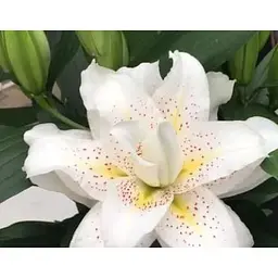 Цибулина Agro-Market Лілія розовидна Roselily Sita (52089) 1 шт. - мініатюра 3