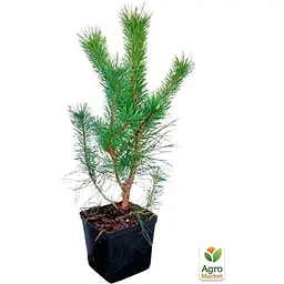 Саджанець Agro-Market Сосна гірська піренейська 4-річна Mugo Mughus висота 45-55см (115697) - мініатюра 4