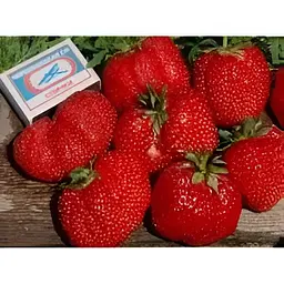 Саджанець Agro-Market Полуниця Вікторія 5шт (ремонтантний сорт) (37303) - мініатюра 9