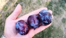 Саджанець Agro-Market Слива Чачакська рання (літній сорт, ранній термін дозрівання) 1 шт. в упаковці (15796) - мініатюра 4