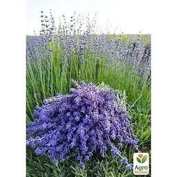 Саджанець Agro-Market Лаванда англійська вузьколиста Рекорд (Rekord) (177231) 1 шт. в упаковці - мініатюра 2