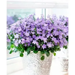 Цибулина Agro-Market Кампанула квітуча Isophylla Blue (178712) 1 шт. - мініатюра 4
