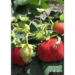 Саджанець Agro-Market Полуниця Референта (Referent) 5шт (ремонтантний, один з кращих сортів) (25728) - мініатюра 5