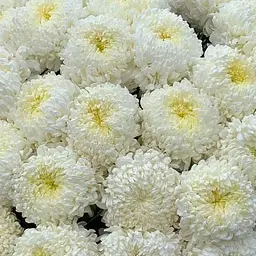 Хризантема "Antares Blanc" (низькоросла великоквіткова) (112740) 1 саженец