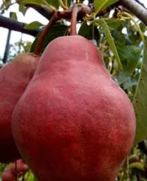Саджанець Agro-Market Груша Вільямс Червоний (39852) 1 шт. в упаковці - мініатюра 2