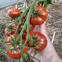 Насіння томатів сорту «Гном Спляча Леді», 15 шт. (насіння Лазаревих) - мініатюра 4