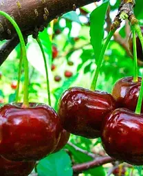 Саджанець Agro-Market Вишня Нічка (літній сорт, середній термін дозрівання) (25625) 1 шт. в упаковці - мініатюра 2