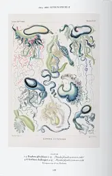 The Art and Science of Ernst Haeckel - мініатюра 7