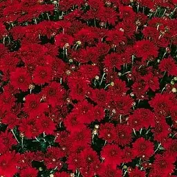 Хризантема мультифлора куляста "Camina Red" (111940) 1 саженец