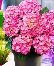 Гортензія Agro-Market Schloss Zuschendorf крупнолиста 1 саджанець в упаковці (45993) - мініатюра 3