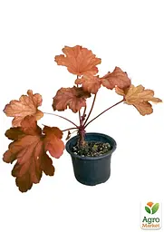 Саджанець Agro-Market Гейхера (Heuchera) Georgia Peach С1 (висота 15-30см) (154091) - мініатюра 2