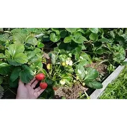 Саджанець Agro-Market Полуниця Королева Єлизавета 5шт (ремонтантний сорт, ранній термін дозрівання) (36607) - мініатюра 12