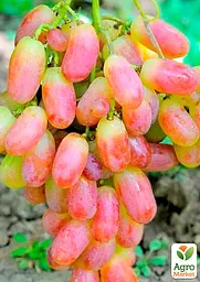Саджанець Agro-Market Виноград Преображення (ранній термін дозрівання) 1 шт. в пакуванні (17703) - мініатюра 2