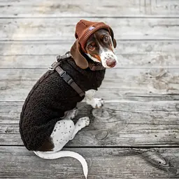 Шапка для собак Hat-Dog коричнева (S) - мініатюра 6