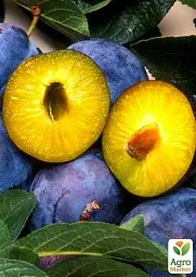 Саджанець Agro-Market Слива Чачакська рання (літній сорт, ранній термін дозрівання) 1 шт. в упаковці (15796) - мініатюра 2