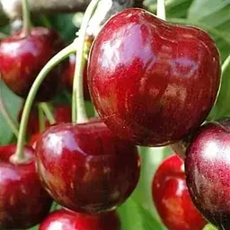 Саджанець Agro-Market Черешня Кордія (літній сорт, пізній термін дозрівання) (20938) 1 шт. в упаковці - мініатюра 2