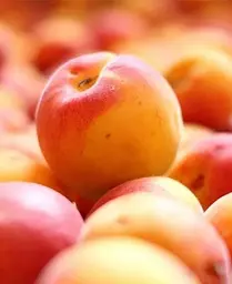 Саджанець Agro-Market Абрикос Кіото (літній сорт, середній термін дозрівання) (39860) 1 шт. в упаковці - мініатюра 3
