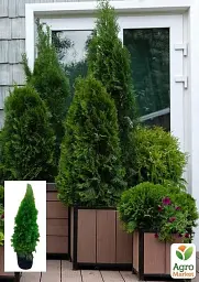 Саджанець Agro-Market Туя західна Smaragd (ком/сітка) висота 90-110 см 1 шт. в упаковці (63958) - мініатюра 2