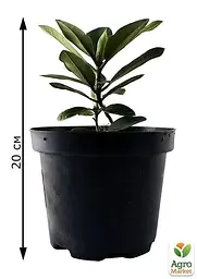 Саджанець Agro-Market Рододендрон білий Калсап (Calsap) (25714) - мініатюра 2
