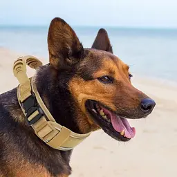 Нашийник для собак Harness Tactical, широкий нейлоновий з металевою пряжкою-фастекс, Коричневий М - мініатюра 4