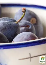 Саджанець Agro-Market Слива Ганіта (літній сорт, середньопізній термін дозрівання) 1 шт. в упаковці (23469) - мініатюра 2