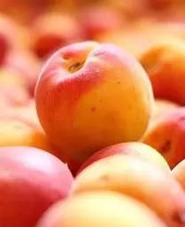 Саджанець Agro-Market Абрикос Цунамі (літній сорт, ранній термін дозрівання) (39876) 1 шт. в упаковці - мініатюра 3