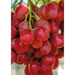 Саджанець Agro-Market Виноград Рубі Сідліс (кишмиш) 1 шт. в упаковці (42976) - мініатюра 4