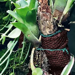 Тропічна бавовна Repti-Zoo Plant Cotton M 29х29см (YZM003) для моху і рослин у тераріум - мініатюра 13