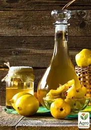 Саджанець Agro-Market Айва яблуневидна Кодрянка (осінній сорт, ранній термін дозрівання) 1 шт. в упаковці (20945) - мініатюра 4