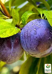 Саджанець Agro-Market Слива Блю Фрі (осінній сорт, пізній термін дозрівання) 1 шт. в упаковці (15795) - мініатюра 4